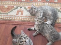 British shorthair yavrularımıza yuva arıyoruz