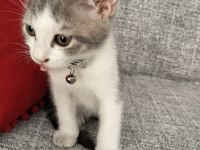 Ücretsiz british shorthair yavru sahiplendirme