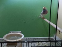 2024 silver takım finch