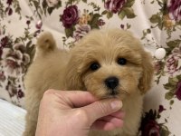 MİNİ BOY MALTİPOO
