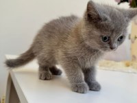 British shorthair kedimiz