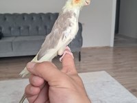 Üreticiden sultan papağanı yavru