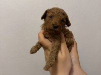 Kore Toy Poodle