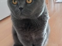 Scottish fold badem yuvasını arıyor