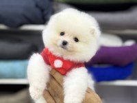POMERANİAN BOO