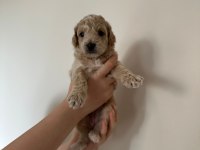 45 günlük anne altından yavru köpeklerimiz