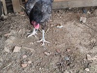 Hint tavuğu ben yavrularını aldım içi anaç tavuktur
