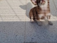 TEACUP LONGHAİR CHİHUAHUA ERKEK YAVRU