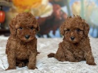 TOY POODLE YAVRULARIM