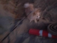 Yakışıklı pomeranian boo