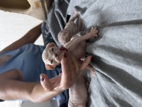 Yavru sphynx