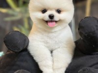 POMERANİAN BOO KARDEŞLER