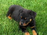 Premium Rottweiler Yavruları