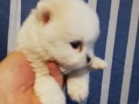 3 aylık pomeranian köpekler