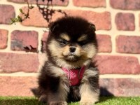 Pomeranian boo 2.5 aylık dişi erkek