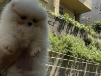 Üst segment sağlık ve ırk garantili pomeranian bebekler