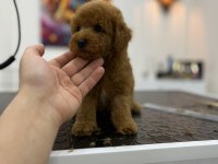 Toy Poodle Erkek Yavrumuz Yeni Yuvasını Arıyor