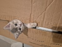British shorthair yavrularıma bir yuva