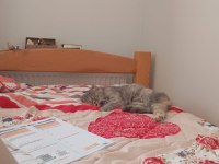 7 aylık scottish fold bebek için yuva aranıyor
