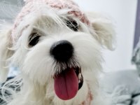 Maltese köpeğimize Sıcak bir yuva