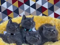 Scottish fold 2 aylık