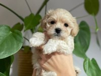 EVİNİZE NEŞE KATACAK MALTİPOO YAVRULARI