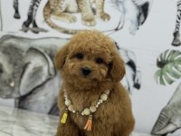 ORJİNAL MALTİPOO