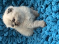 3 adet scottish fold ve british yavrumuz