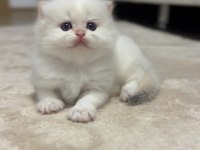 British longhair ve shorthair 2 erkek bebeğimiz