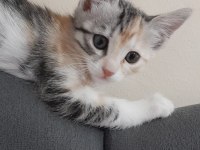 NAMİ'NİN YAVRULARINA YUVA ARIYORUZ