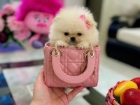 Mikro Boy Pomeranian Prenses
