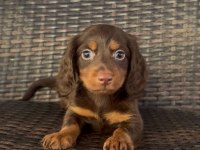 Çikolata tan longhair yavru köpekler