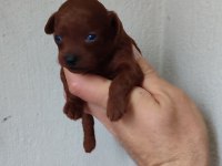 Bebek yüzlü poodle