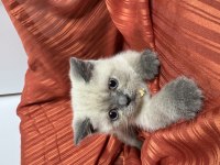 Blue point yavru 2 aylık british shorthair