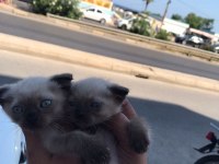 BLUE POİNT YAVRU KEDILERIMIZ son 2 erkek adet