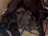 45 Güne Hazır FRENCH BULLDOG yavrular