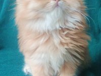 Şecereli safkan erkek british Longhair yavrumuz