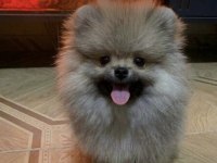 Bebek Yüzlü Pomeranian