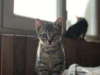 5 Aylık Yakışıklı Tekir Oğlan