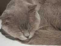 Scottish fold 8 aylık