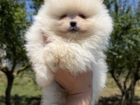 KUSURSUZ KARBEYAZ AYICIK POMERANİAN BOO