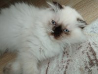 Scottish fold yavrularımıza yuva arıyoruz