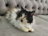 HEPSİ BİRİNDEN GÜZEL YAVRU VE YETİŞKİN İRAN KEDİSİ