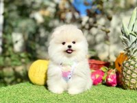 Safkan pomeranian yavrular