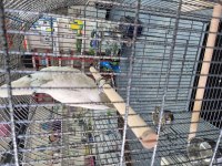 Alıştırmalık yavru kakadu 7 aylık