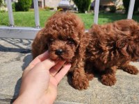 Toy Poodle Minik Yavrularımız