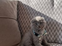 Scottish fold shorthair 2 aylık dişi