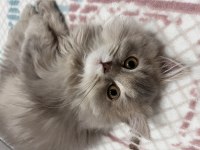 British longhair 1 yaşında erkek