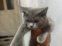 British Shorthair Yavrular Irk Sağlık Garantili