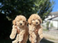 Orjinal Maltipoo yavrularım
